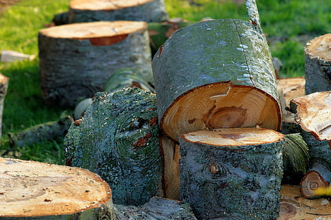 træ, forhave, synes godt om, diske, Brænde, forår, siv, landskab, ingen mennesker, plante, natur, dag, jord, fokus på forgrunden, træ - materiale, tæt på, metal, Skov, udendørs, solid, gammel, Mark, grøn farve, rusten, mos, grøntsag, rock-objekt, 5K, CC0, offentligt domæne, royaltyfrie