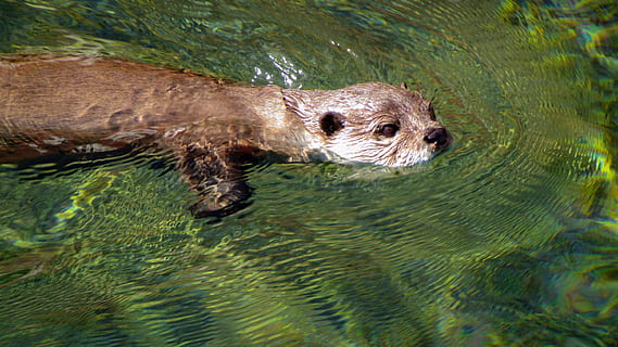 sigillo marrone, animale, natura, lontra, zoo di Memphis, mammifero, memphis, tn, Stati Uniti d'America, orso, acqua, uccello, zoo, ritratto, nuoto, pelliccia, roditore, castoro, Memphis, pesce, trota, gancio, temi animali, un animale, fauna selvatica, animali allo stato selvatico, vertebrato, nessuno, subacqueo, giorno, mare, all'aperto, parte del corpo animale, a caccia, marino, testa di animale, 2K, CC0, dominio pubblico, privo di copyright
