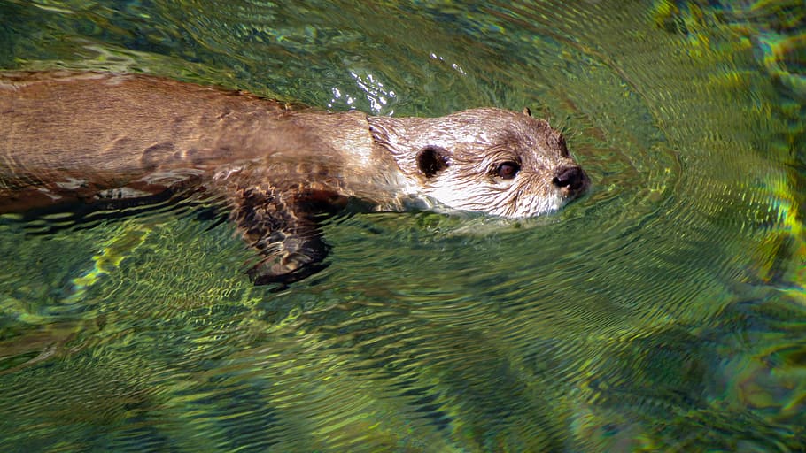 sigillo marrone, animale, natura, lontra, zoo di Memphis, mammifero, memphis, tn, Stati Uniti d'America, orso, acqua, uccello, zoo, ritratto, nuoto, pelliccia, roditore, castoro, Memphis, pesce, trota, gancio, temi animali, un animale, fauna selvatica, animali allo stato selvatico, vertebrato, nessuno, subacqueo, giorno, mare, all'aperto, parte del corpo animale, a caccia, marino, testa di animale, 2K