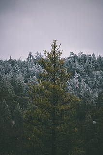 pi verd, abies, arbre, planta, flora, avet, conífera, Idyllwild-Pine Cove, Estats Units, picea, naturalesa, a l'aire lliure, paisatge, gris, porpra, bellesa a la natura, tranquil·litat, creixement, cel, escena tranquil·la, cap gent, muntanya, escenics - natura, escena no urbana, bosc, terra, dia, medi ambient, idíl·lic, color verd, pi, arbre de coníferes, 5K, CC0, domini públic, lliure de regalies