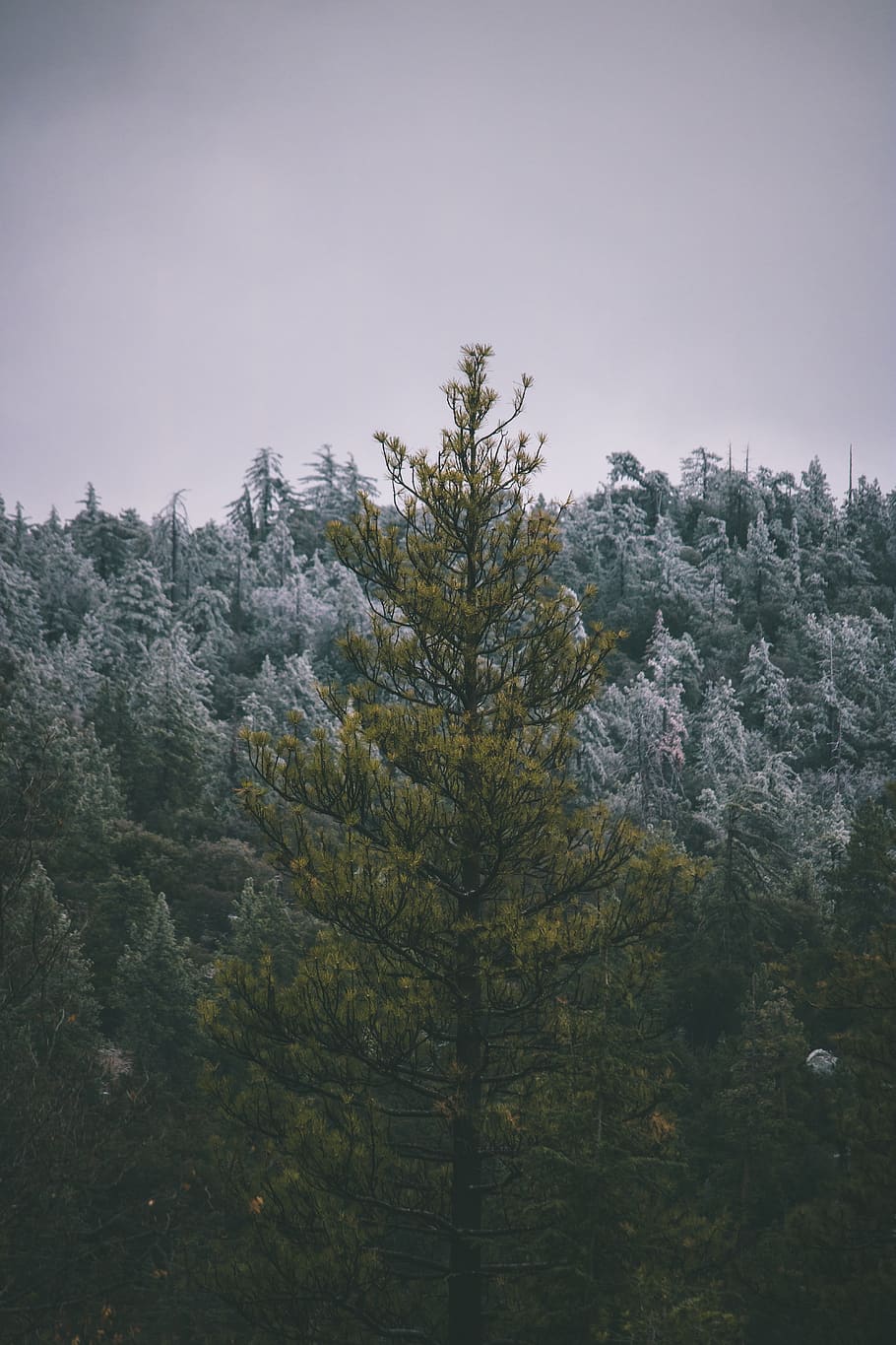 pi verd, abies, arbre, planta, flora, avet, conífera, Idyllwild-Pine Cove, Estats Units, picea, naturalesa, a l'aire lliure, paisatge, gris, porpra, bellesa a la natura, tranquil·litat, creixement, cel, escena tranquil·la, cap gent, muntanya, escenics - natura, escena no urbana, bosc, terra, dia, medi ambient, idíl·lic, color verd, pi, arbre de coníferes, 5K