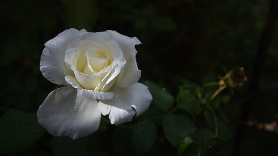light, summer, nature, wallpapper, white, roses, flower, plant, flowering plant, beauty in nature, petal, rose, inflorescence, flower head, white color, vulnerability, rose - flower, close-up, fragility, freshness, growth, focus on foreground, no people, outdoors, softness, 5K, CC0, public domain, royalty free