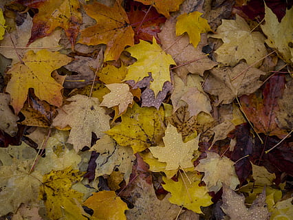 hojas de arce, planta, hoja, árbol, arce, naturaleza, hoja de arce, lluvia, hojas, otoño, vegetación, roble, sicomoro, venas, bosque, al aire libre, tierra, arboleda, cerámica, cambio, amarillo, fotograma completo, parte de la planta, nadie, antecedentes, día, de cerca, seco, vista de alto ángulo, belleza en la naturaleza, abundancia, patrón natural, marrón, condición natural, 4K, CC0, dominio público, libre de derechos