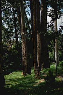 arbres verds, arbre, planta, sequoia, bosc, naturalesa, tronc de l'arbre, verd, la vida, parc, campament, vegetació, a l'aire lliure, arbreda, terra, flor, santuari, temple, adoració, tronc, creixement, tranquil·litat, bellesa a la natura, herba, dia, cap gent, escena tranquil·la, color verd, escenics - natura, camp, escena no urbana, 5K, CC0, domini públic, lliure de regalies