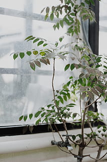 plante verzi, în aer liber, natură, plantă, grădină, zăpadă, decoratiune interioara, copac, inflori, floare, arbore, gheaţă, frunze, gradinarit, fereastră, grădinar, muncitor, iarnă, vreme, furtună, viscol, creştere, parte a plantelor, nici o persoana, frumusețe în natură, zi, planta cu flori, sticlă - material, să se concentreze asupra primelor elemente, a închide, planta in ghiveci, Culoarea verde, arhitectură, construită, transparent, ghiveci, plantă de casă, plante pepinieră, 5K, CC0, domeniu public, fără drepturi de autor