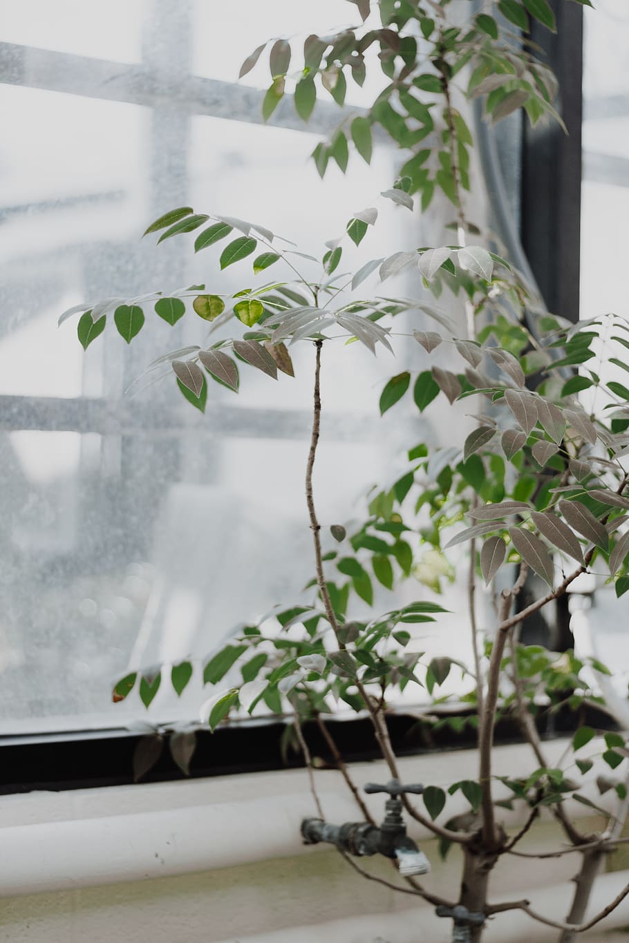 plante verzi, în aer liber, natură, plantă, grădină, zăpadă, decoratiune interioara, copac, inflori, floare, arbore, gheaţă, frunze, gradinarit, fereastră, grădinar, muncitor, iarnă, vreme, furtună, viscol, creştere, parte a plantelor, nici o persoana, frumusețe în natură, zi, planta cu flori, sticlă - material, să se concentreze asupra primelor elemente, a închide, planta in ghiveci, Culoarea verde, arhitectură, construită, transparent, ghiveci, plantă de casă, plante pepinieră, 5K