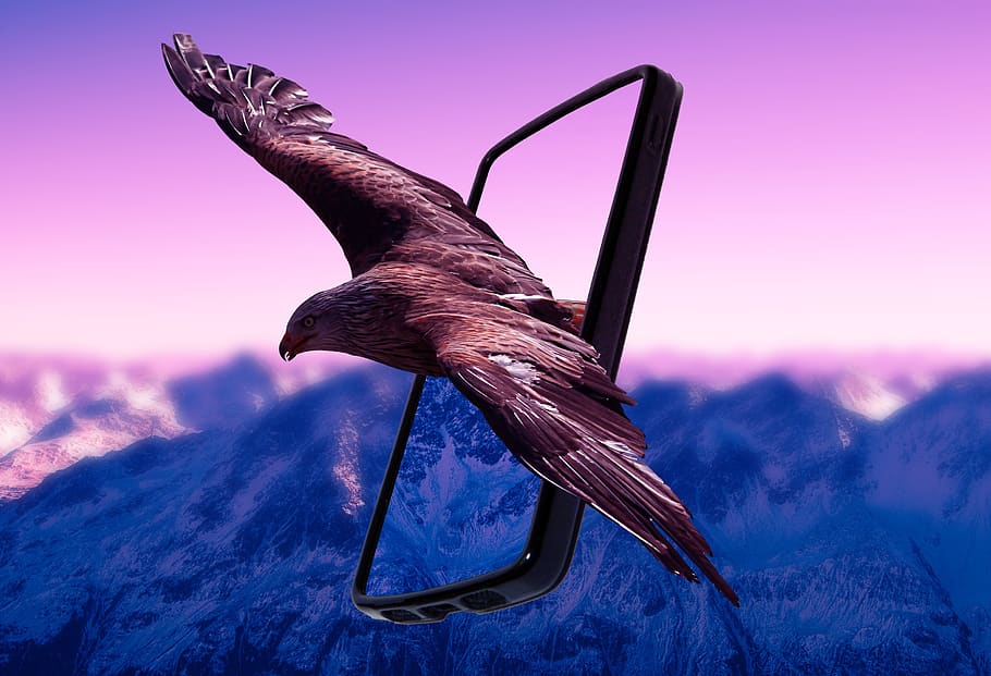 águila, móvil, teléfono, tecnología, paisaje, animal, naturaleza, pájaro, fauna silvestre, viaje, exploración, volador, vuelo, cielo, volar, claro, ver, dom, ala, aventuras, al aire libre, aire, un animal, temas de animales, montaña, fauna animal, nadie, vertebrado, animales en la naturaleza, belleza en la naturaleza, puesta de sol, ambiente, parte del cuerpo del animal, paisajes - naturaleza, alas abiertas, pico, púrpura, 2K