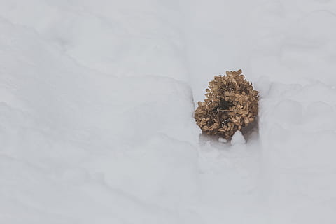 close, round ball, dried, flowers, fallen, white, snow, brown, pattern, herb, flower, plant, leaf, winter, outdoor, wild, nature, closeup, background, macro, organic, landscape, field, tranquil, dry, wildflower, bright, ice, season, frost, park, february, dead, softness, frozen, dead plant, meadow, seasonal, dry plant, flora, no people, land, outdoors, day, beauty in nature, mountain, cloud - sky, copy space, tree, white background, rock - object, tranquility, cold temperature, solid, rock, coniferous tree, 4K, CC0, public domain, royalty free