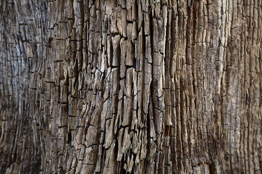 Austria, Viena, latra, structura, tapet, copac, cadru complet, texturată, fundaluri, lemn - material, model, nici o persoana, a închide, stare brută, trunchi de copac, maro, trompă, zi, natură, în aer liber, modelul natural, lemn, plantă, crăpat, plante scoarță, texturat efect, rumegus, 5K
