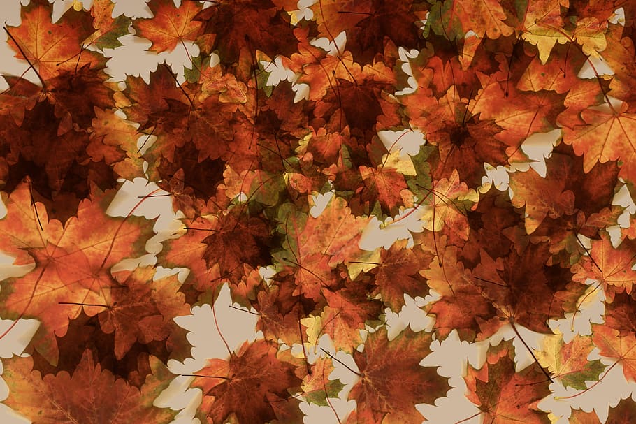 maple, fulles, fons, patró, motiu, tardor, fullatge de tardor, full, decoloració, colorit, color, humor de tardor, decoració, canvi, part de la planta, fulla d'auró, cap gent, naturalesa, color taronja, bellesa a la natura, marc complet, planta, dia, primer pla, abundància, vulnerabilitat, fragilitat, a l'aire lliure, sec, condició natural, caure, 5K