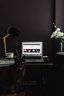 contemporary, home office idea, dark, walls, office, workspace, workplace, Apple, computer, macbook, desk, laptop, dark walls, home office, domestic cat, domestic, pets, domestic animals, cat, mammal, feline, animal themes, animal, one animal, technology, indoors, no people, vertebrate, table, sitting, communication, plant, home interior, whisker, 5K, CC0, public domain, royalty free