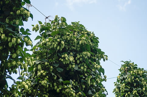 humle, ingrediens, kilde, øl, lokal, upstate, new york, gård, vækst, frodig, grøn, landbrug, plante, mad og drikke, lav vinkel visning, grøn farve, himmel, mad, træ, natur, ingen mennesker, sund kost, friskhed, frugt, blad, velvære, dag, plante del, udendørs, skønhed i naturen, moden, plantage, 4K, CC0, offentligt domæne, royaltyfrie