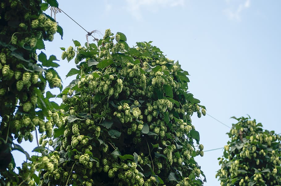 llúpols, ingredient, font, cervesa, local, upstate, new york, granja, creixement, exuberant, verd, agricultura, planta, menjar i beguda, vista d’angle baix, color verd, cel, menjar, arbre, naturalesa, cap gent, alimentació saludable, frescor, fruita, full, benestar, dia, part de la planta, a l'aire lliure, bellesa a la natura, madur, plantació, 4K