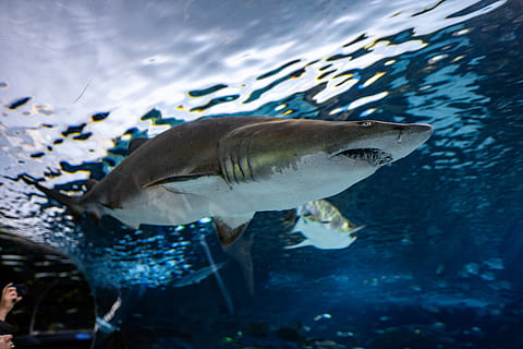 grå, hvid, haj, vand, person, human, hav liv, dyr, fisk, akvatiske, udendørs, akvarium, natur, ocean, hav, stor hvid haj, kystlinjen, mennesker, kyst, surgeonfish, undervands-, sild, dyre temaer, dyr i naturen, svømning, dyreliv, et dyr, hvirveldyr, marine, ingen mennesker, dyr i fangenskab, tank, undersøiske, aggression, profilvisning, saltvandsfisk, 5K, CC0, offentligt domæne, royaltyfrie