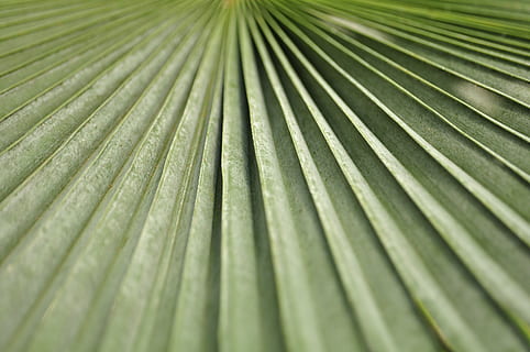 fulla verda, primer pla, falguera, fronda, verd, full, naturalesa, planta, textura, marc complet, fons, fulla de palma, color verd, Palmera, part de la planta, cap gent, patró, creixement, clima tropical, bellesa a la natura, patró natural, arbre, a l'aire lliure, dia, fulles, lluminós, 2K, CC0, domini públic, lliure de regalies