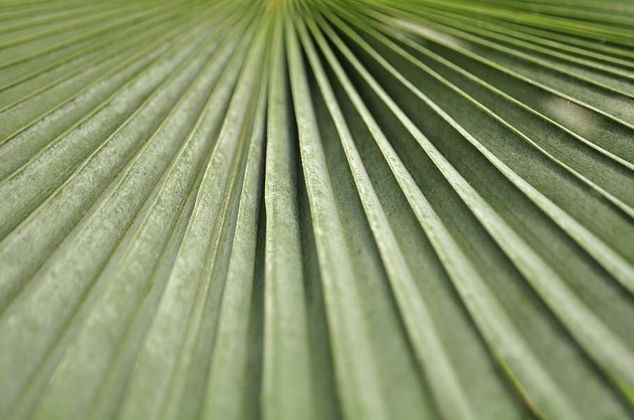 fulla verda, primer pla, falguera, fronda, verd, full, naturalesa, planta, textura, marc complet, fons, fulla de palma, color verd, Palmera, part de la planta, cap gent, patró, creixement, clima tropical, bellesa a la natura, patró natural, arbre, a l'aire lliure, dia, fulles, lluminós, 2K