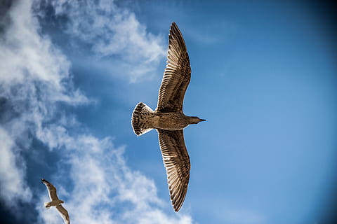 low, angle photography, brown, birds, blue, white, sky, clouds, feathers, flight, flying, dom, gulls, seagulls, wings, animals in the wild, animal, animal wildlife, animal themes, bird, spread wings, vertebrate, low angle view, cloud - sky, bird of prey, one animal, motion, nature, mid-air, day, no people, outdoors, animal body part, seagull, falcon - bird, eagle, 5K, CC0, public domain, royalty free