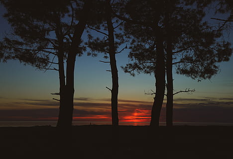 cinque alberi, natura, tramonto, cielo, all'aperto, albero, cielo rosso, crepuscolo, silhouette, pianta, paesaggio, vegetazione, sole, Alba, luce del sole, mare, blu, nube, Georgia, estate, bellezza nella natura, la tranquillità, scena tranquilla, scenics - natura, nessuno, terra, colore arancione, tronco d'albero, tronco, nuvola - cielo, idilliaco, crescita, scena non urbana, 5K, CC0, dominio pubblico, privo di copyright
