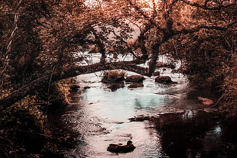 kahverengi, ağaç, vücut, Su, altın, saat, dalları, gün ışığı, çevre, akış, akan, orman, doğa, nehrin akıntılı yeri, kayaçlar, manzara, sezon, ağaçlar, bitki, arazi, huzur, doğada güzellik, sakin sahne, insansız, gün, büyüme, manzaralar - doğa, yansıma, kentsel olmayan sahne, gövde, açık havada, nehir, akan su, 4K, CC0, kamu malı, telif ücretsiz