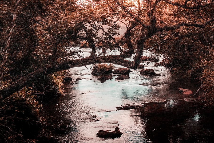 Marrone, albero, corpo, acqua, d'oro, ora, rami, luce del giorno, ambiente, flusso, fluente, foresta, natura, rapide, rocce, panoramico, stagione, alberi, boschi, pianta, terra, la tranquillità, bellezza nella natura, scena tranquilla, nessuno, giorno, crescita, scenics - natura, riflessione, scena non urbana, tronco, all'aperto, fiume, acqua corrente, 4K