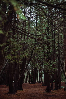 bosc, medi ambient, selva tropical, arbres, boscos, arbre, planta, terra, creixement, naturalesa, tranquil·litat, bellesa a la natura, escena tranquil·la, tronc, tronc de l'arbre, dia, a l'aire lliure, cap gent, escenics - natura, escena no urbana, paisatge, desert, color verd, 4K, CC0, domini públic, lliure de regalies