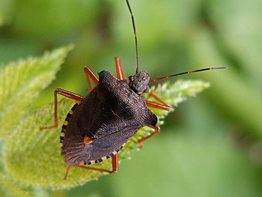 negre, taronja, 6, amb potes, insecte, penjant, verd, planta de fulla, primer pla, macro, temes d'animals, animal, un animal, fauna animal, invertebrat, animals a la natura, part del cos dels animals, antena animal, naturalesa, cap gent, color verd, centrar-se en primer pla, enfocament selectiu, planta, bellesa a la natura, a l'aire lliure, Llagosta, papallona - insecte, 1080P