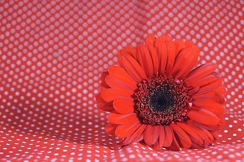 kaart, groet, bloem, rood, points, bloeiende plant, bloemhoofd, fabriek, versheid, bloeiwijze, breekbaarheid, bloemblad, detailopname, kwetsbaarheid, schoonheid in de natuur, stuifmeel, geen mensen, patroon, gerbera daisy, madeliefje, groei, natuur, 4K, CC0, publiek domein, royaltyvrij