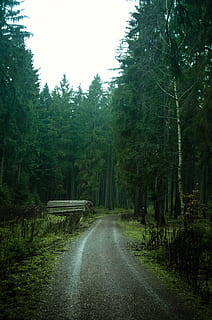 camí entre els arbres, mobles, banc, planta, arbre, carretera, Carretera bruta, grava, avet, abies, Banc del parc, boira, verd, caure, tardor, fons, fons de pantalla, arbres, canviant d'humor, humor, boscos, direcció, bosc, el camí a seguir, terra, tranquil·litat, transport, naturalesa, creixement, cap gent, bellesa a la natura, perspectiva decreixent, escena tranquil·la, color verd, dia, escenics - natura, medi ambient, a l'aire lliure, 4K, CC0, domini públic, lliure de regalies