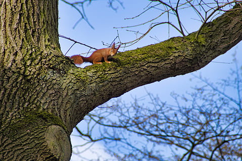 squirrel, tree, nature, curious, plant, tree trunk, trunk, branch, sky, low angle view, no people, focus on foreground, animal, animal wildlife, day, animal themes, one animal, vertebrate, animals in the wild, bare tree, outdoors, bark, 5K, CC0, public domain, royalty free