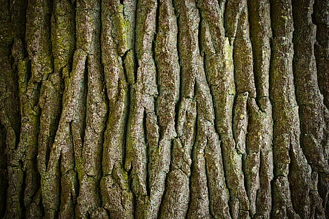 registro, árvore, latido, tribo, natureza, quadro completo, origens, ninguém, plantar, tronco de árvore, tronco, comida e bebida, crescimento, padronizar, dia, fechar-se, beleza na natureza, ao ar livre, terra, abundância, Comida, texturizado, em uma sequência, 5K, CC0, domínio público, royalty free