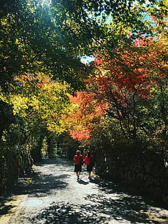 dos, dones, caminar, al costat, arbres, la llum del dia, medi ambient, Camí, gent, arbre, planta, direcció, canvi, persones reals, el camí a seguir, tardor, naturalesa, unió, dia, vista del darrere, creixement, dues persones, activitat d'oci, homes, bellesa a la natura, sendera, estils de vida, a l'aire lliure, 4K, CC0, domini públic, lliure de regalies