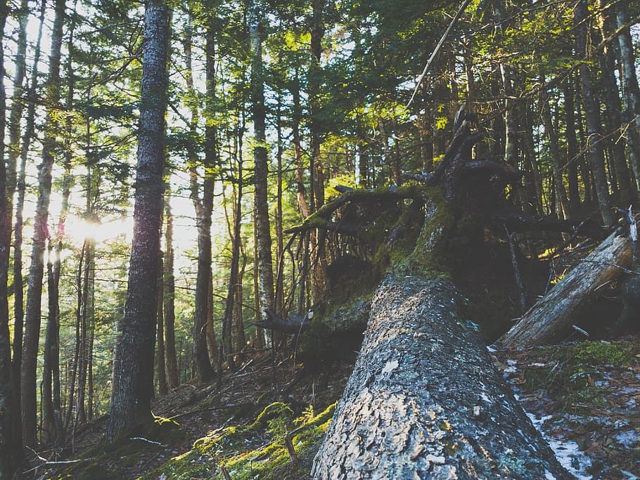 arbres, bosc, arbre, hivern, sol, sol a través de l'arbre, fulles, verd, arbre caigut, neu, molsa, molsa verda, arrels, planta, terra, tronc, tronc de l'arbre, naturalesa, tranquil·litat, dia, creixement, bellesa a la natura, cap gent, llum solar, escena tranquil·la, escenics - natura, a l'aire lliure, escena no urbana, vista d’angle baix, arquitectura, bambú - planta, 4K