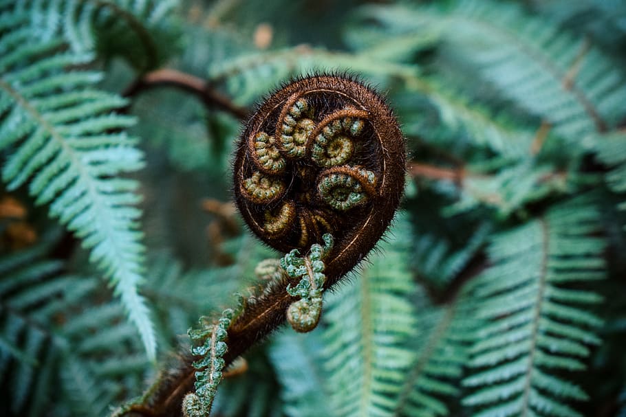 Geigenfarn, Farn, Pflanze, Flora, Australien, Melbourne, Regenwald, Wald, tropisch, Nahansicht, Natur, Grün, Farn zu sein, draussen, draußen, Baum, Farnbaum, Baby Farn, keine Leute, Tag, Fokus auf den Vordergrund, selektiver Fokus, Tannenzapfen, Kiefer, Spiral-, grüne Farbe, Schönheit in der Natur, Wachstum, Blatt, Muster, zusammengerollt, Pflanzenteil, Nadelbaum, 5K