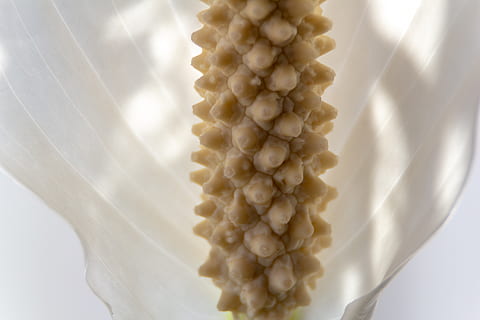 makro, blomst, skygger, lys, hvid, tæt på, støvdragere, gul, Spathiphyllum, mad, mad og drikke, ingen mennesker, friskhed, indendørs, studio skud, velvære, sund kost, stilleben, hvid baggrund, rå fødevarer, hvid farve, plante, natur, majs, overflod, selektiv fokusering, grøntsag, stor gruppe af objekter, snack, 5K, CC0, offentligt domæne, royaltyfrie