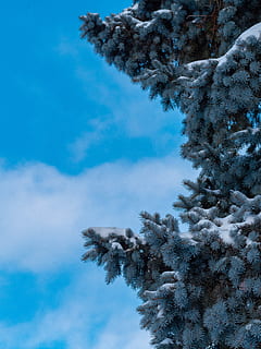 schneebedeckte Kiefer, Pflanze, Baum, abies, Tanne, Nadelbaum, Kiefer, draußen, Fichte, Natur, Eis, Schnee, Frost, Silhouette, Lärche, Geländer, Tier, Jay, Blue Jay, Vogel, kalte Temperatur, Winter, Himmel, Schönheit in der Natur, Flachwinkelansicht, keine Leute, gefroren, Tag, wolke - himmel, Ruhe, Wachstum, Blau, weiße Farbe, ruhige Szene, Abdeckung, 5K, CC0, gemeinfrei, lizenzfrei
