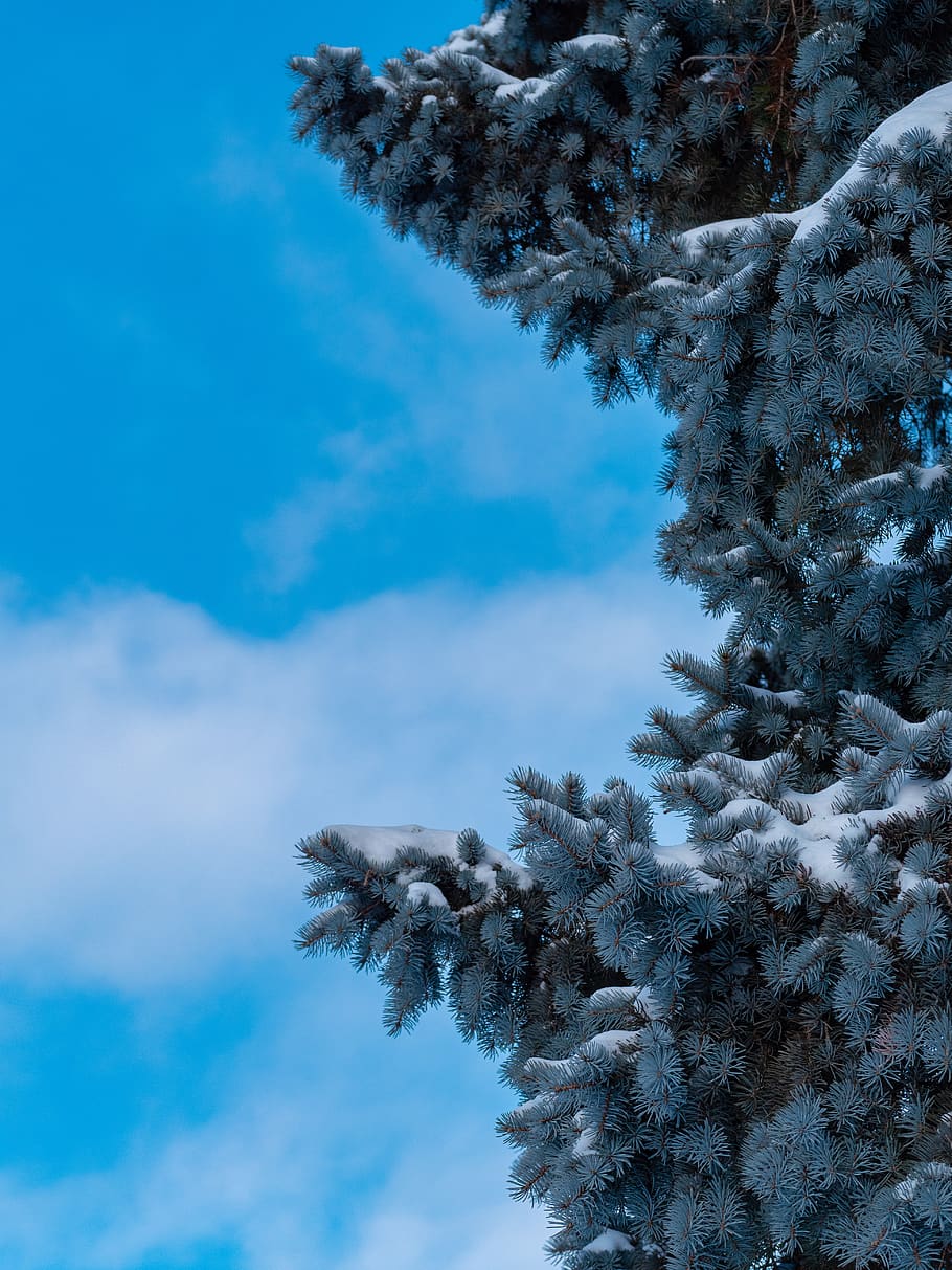 schneebedeckte Kiefer, Pflanze, Baum, abies, Tanne, Nadelbaum, Kiefer, draußen, Fichte, Natur, Eis, Schnee, Frost, Silhouette, Lärche, Geländer, Tier, Jay, Blue Jay, Vogel, kalte Temperatur, Winter, Himmel, Schönheit in der Natur, Flachwinkelansicht, keine Leute, gefroren, Tag, wolke - himmel, Ruhe, Wachstum, Blau, weiße Farbe, ruhige Szene, Abdeckung, 5K