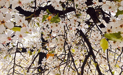 Baum, blühen, Frühling, Pflanze, Ast, blühende Pflanze, Wachstum, Blume, Schönheit in der Natur, Zerbrechlichkeit, Verletzlichkeit, Frische, keine Leute, Natur, Tag, Kirschblüte, Flachwinkelansicht, Vollbild, Apfelbaum, draußen, Kirschbaum, 2K, CC0, gemeinfrei, lizenzfrei