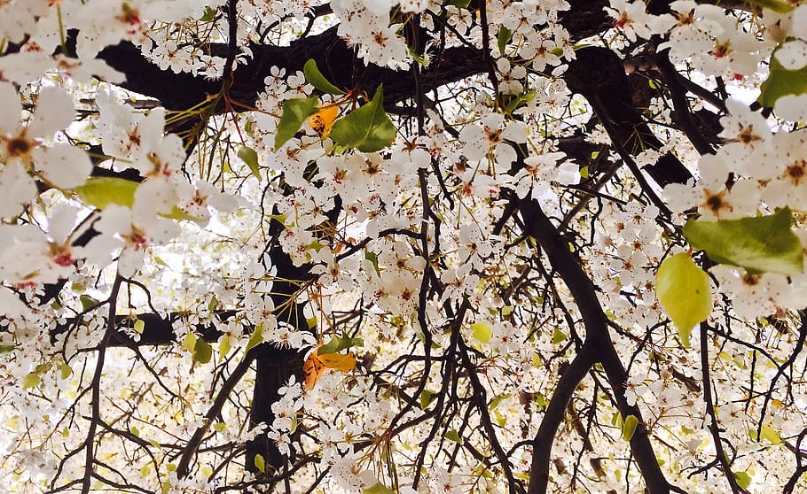 Baum, blühen, Frühling, Pflanze, Ast, blühende Pflanze, Wachstum, Blume, Schönheit in der Natur, Zerbrechlichkeit, Verletzlichkeit, Frische, keine Leute, Natur, Tag, Kirschblüte, Flachwinkelansicht, Vollbild, Apfelbaum, draußen, Kirschbaum, 2K