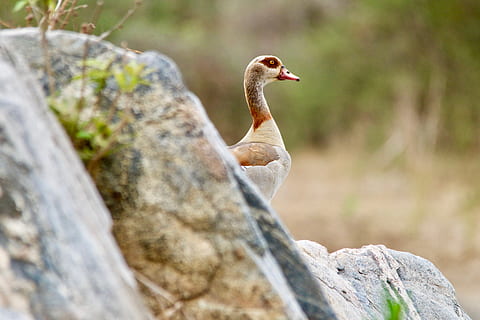 malawi, un animal, fauna animal, animals a la natura, rock - object, rock, sòlid, vertebrats, ocell, cap gent, enfocament selectiu, dia, naturalesa, a l'aire lliure, vista lateral, primer pla, longitud completa, posat, coll d'animals, 5K, CC0, domini públic, lliure de regalies