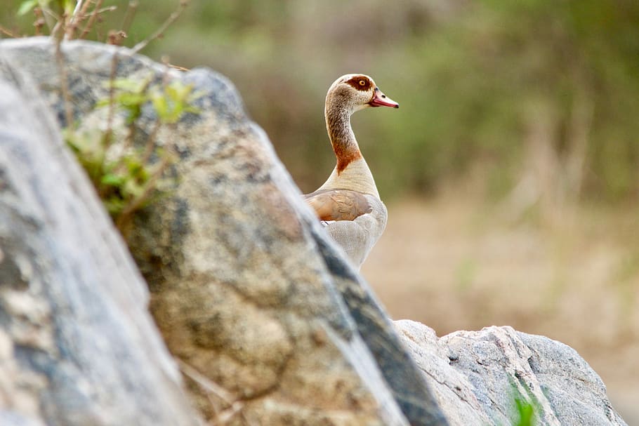 malawi, un animal, fauna animal, animals a la natura, rock - object, rock, sòlid, vertebrats, ocell, cap gent, enfocament selectiu, dia, naturalesa, a l'aire lliure, vista lateral, primer pla, longitud completa, posat, coll d'animals, 5K