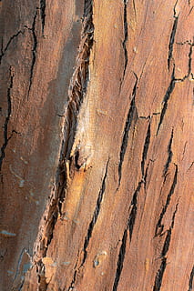tronc de l'arbre, material de fusta, marc complet, textura, arbre, cap gent, fons, dia, naturalesa, aspre, primer pla, tronc, planta, marró, patró, fusta, a l'aire lliure, esquerdat, patró natural, escorça, clima àrid, 5K, CC0, domini públic, lliure de regalies