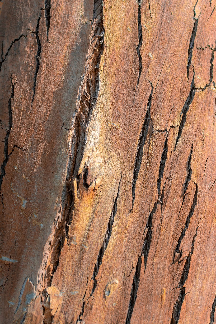 tronc de l'arbre, material de fusta, marc complet, textura, arbre, cap gent, fons, dia, naturalesa, aspre, primer pla, tronc, planta, marró, patró, fusta, a l'aire lliure, esquerdat, patró natural, escorça, clima àrid, 5K