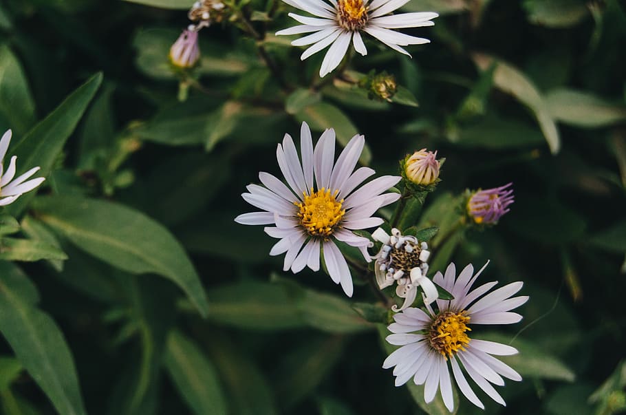 træer, træ, sø, Skov, ødemark, vilde blomster, blomst, natur, liv, plante, planter, kærlighed, jorden, pedal, tapet, baggrund, iphone, grøn, planteliv, sommer, blomstrende plante, sårbarhed, skrøbelighed, friskhed, kronblad, vækst, blomsterhoved, skønhed i naturen, tæt på, blomsterstand, pollen, plante del, blad, dag, hvid farve, ingen mennesker, fokus på forgrunden, udendørs, bestøvning, 4K