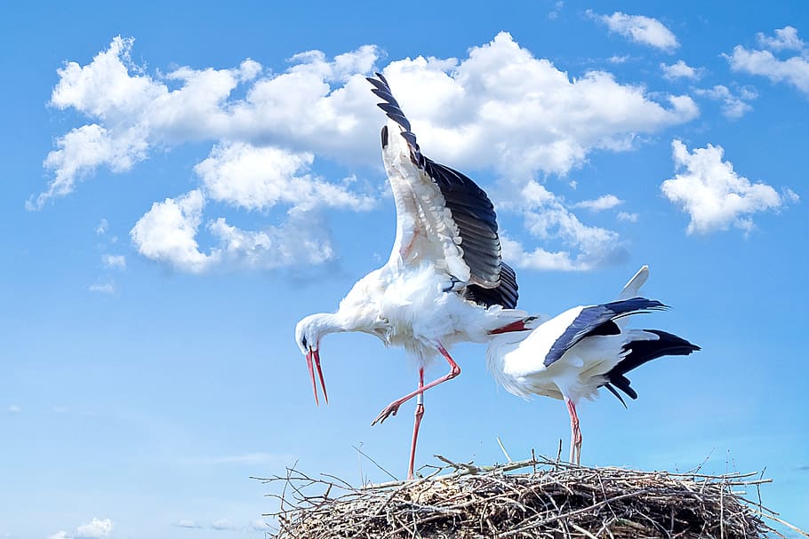 aus blanques i negres, animals, niu, cigonyes, temes d'animals, ocell, animal, fauna animal, animals a la natura, vertebrats, cel, núvol - cel, grup d’animals, dia, naturalesa, dos animals, cap gent, vista d’angle baix, volant, a l'aire lliure, longitud completa, niu d’animals, cigonya, ales separades, gavina, boca oberta, 2K