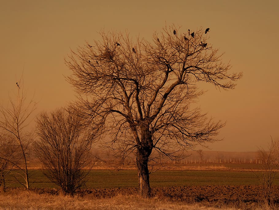 caure, caigut, sortir, naturalesa, sec, arbre, fusta, arbre nu, bellesa a la natura, cel, planta, paisatge, medi ambient, camp, tranquil·litat, terra, escenics - natura, cap gent, branca, escena no urbana, escena tranquil·la, a l'aire lliure, posta de sol, tronc de l'arbre, herba, aïllat, clima àrid, 4K