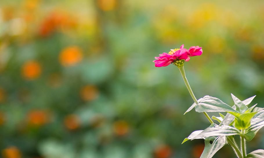 Filipines, baguio, planta amb flors, flor, frescor, planta, fragilitat, vulnerabilitat, bellesa a la natura, primer pla, centrar-se en primer pla, pètal, creixement, color rosa, cap de flor, inflorescència, tija de la planta, naturalesa, cap gent, dia, a l'aire lliure, botànica, sepal, 2K