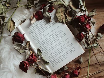 åbnet bog, blomst, Rose, rulle, Irland, kork, tekst, side, Bestil, blomstre, plante, flora, grå, Læs, oppefra og ned, papir, dokument, eksamensbevis, kronblad, ornament, blomster buket, indendørs, ingen mennesker, blomstrende plante, offentliggørelse, høj vinkel visning, ark, rosenblomst, natur, blad, skønhed i naturen, meddelelse, stilleben, plante del, visnet plante, 2K, CC0, offentligt domæne, royaltyfrie