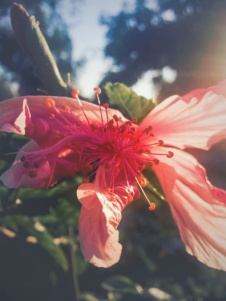 Índia, degradat, efecte, naturalesa, flor, bosc, jardí, rosa, esvaïda, planta amb flors, planta, bellesa a la natura, frescor, fragilitat, pètal, vulnerabilitat, creixement, primer pla, inflorescència, cap de flor, vermell, centrar-se en primer pla, cap gent, dia, pol·len, botànica, a l'aire lliure, 2K