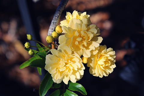 quatre, groc, flors, tancar., espines, fulles, pètals, escalador, primavera, arbust, brots, planta, flor, florir, bancs dama, roses, planta amb flors, vulnerabilitat, fragilitat, bellesa a la natura, pètal, creixement, frescor, primer pla, cap de flor, inflorescència, centrar-se en primer pla, naturalesa, dia, cap gent, a l'aire lliure, lantana, Ram de flors, 5K, CC0, domini públic, lliure de regalies