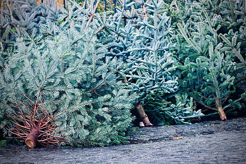 juletræ, træ, plante, nåletræ, abies, gran, vegetation, Busk, rüdesheim am rhein, Oberstrasse, Tyskland, fyrretræ, udendørs, tæppe, transportmidler, køretøj, kasseret, træer, grøn, talte, vækst, grøn farve, ingen mennesker, natur, dag, skønhed i naturen, plante del, jord, blad, ro, Mark, Skov, sti, overflod, scenics - natur, høj vinkel visning, afdeling, 4K, CC0, offentligt domæne, royaltyfrie